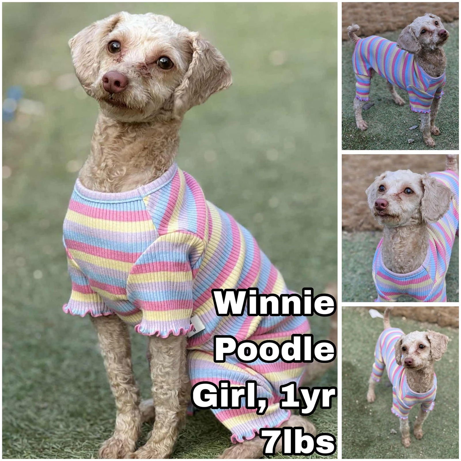 WINNIE FROM KOREA - Poodle (Toy) available for adoption