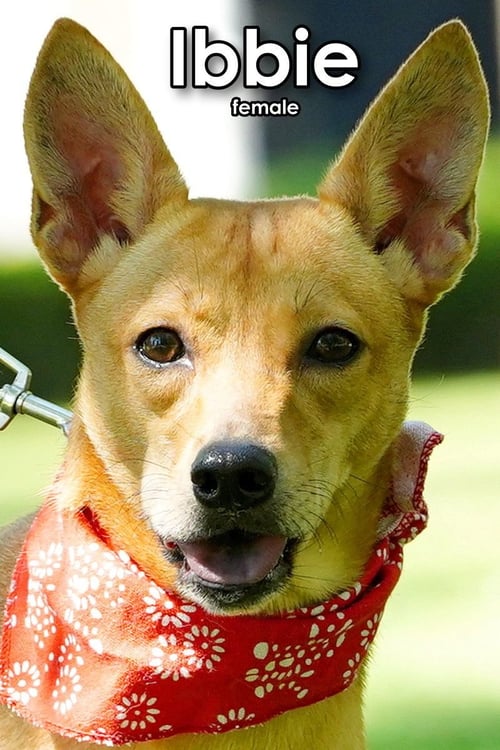 IBBIE FROM TAIWAN - Mountain Dog available for adoption