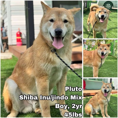 PLUTO FROM KOREA - Shiba Inu / Jindo (Korean) for adoption in Tacoma