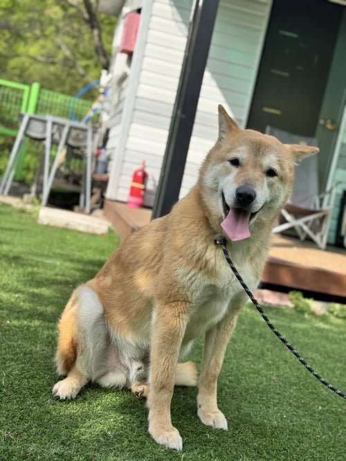 PLUTO FROM KOREA - Shiba Inu / Jindo (Korean) available for adoption
