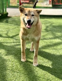 Pluto from Korea - Photo 4