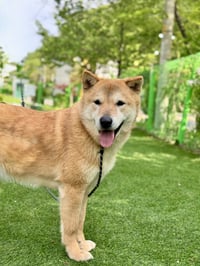 Pluto from Korea - Photo 3