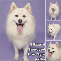 Blizzard from Korea - Photo 1