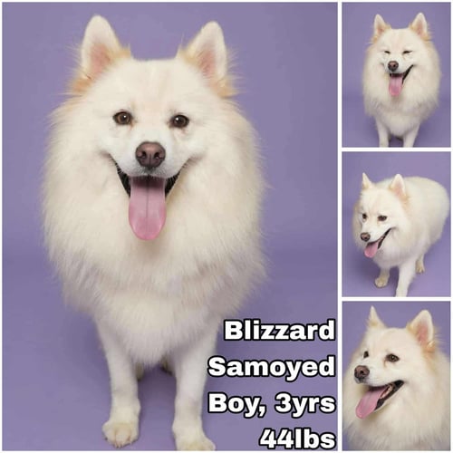 BLIZZARD FROM KOREA - Samoyed available for adoption