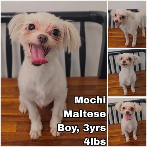 MOCHI FROM KOREA - Maltese for adoption in Federal Way