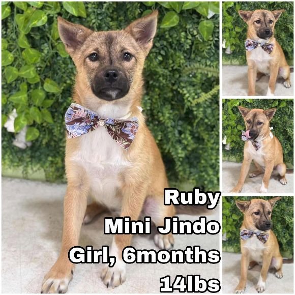 Ruby from Korea Image