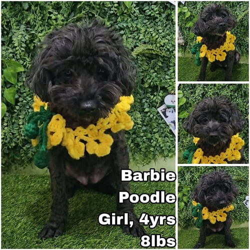 BARBIE FROM KOREA - Poodle (Miniature) available for adoption