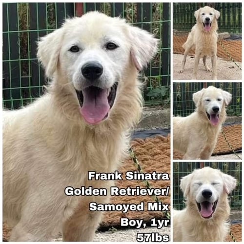 FRANK SINATRA FROM KOREA - Golden Retriever / Samoyed available for adoption
