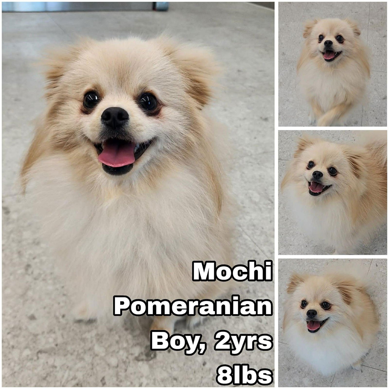 MOCHI FROM KOREA - Pomeranian available for adoption