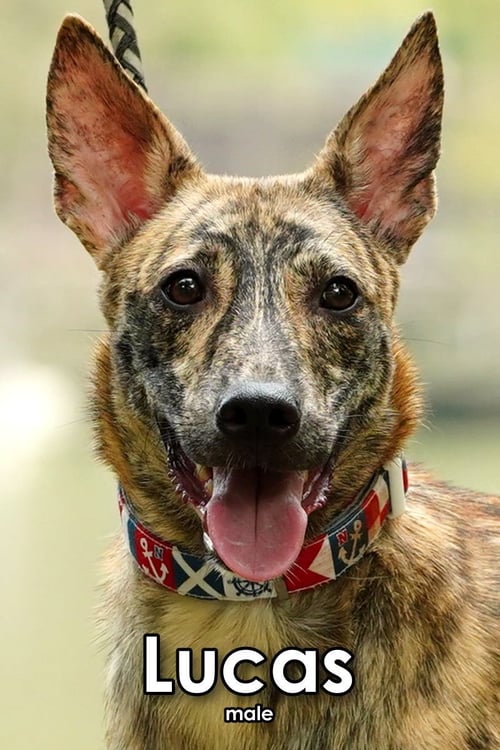 LUCAS FROM TAIWAN - Mountain Dog available for adoption