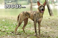 Lucas from Taiwan - Photo 4