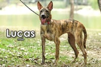 Lucas from Taiwan - Photo 2