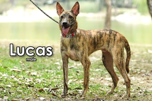 LUCAS FROM TAIWAN - Mountain Dog available for adoption
