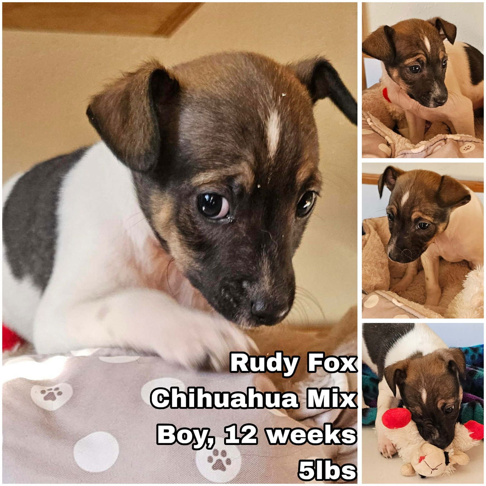 RUDY FOX - Chihuahua available for adoption
