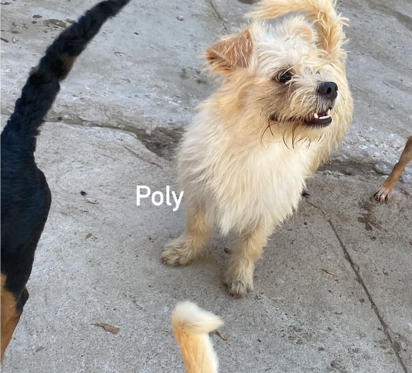 Poly from Mexico Image
