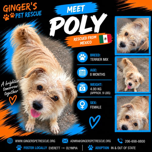 POLY FROM MEXICO - Terrier / Chihuahua available for adoption
