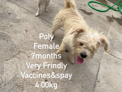 POLY FROM MEXICO - Terrier / Chihuahua available for adoption