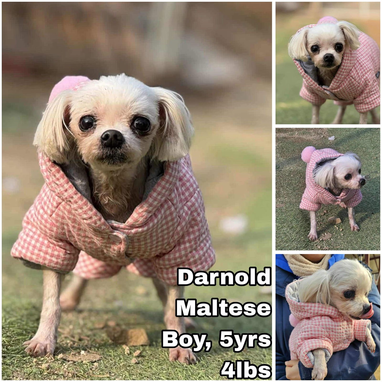 DARNOLD FROM KOREA - Maltese available for adoption