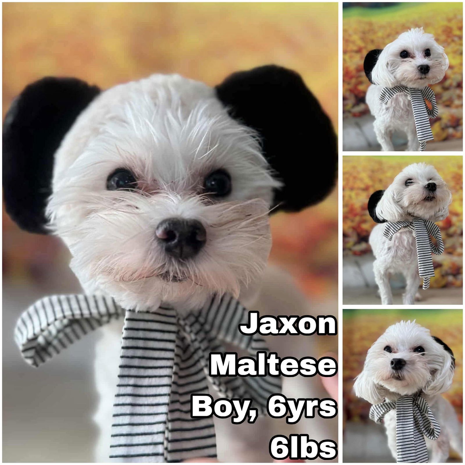 JAXON FROM KOREA - Maltese available for adoption