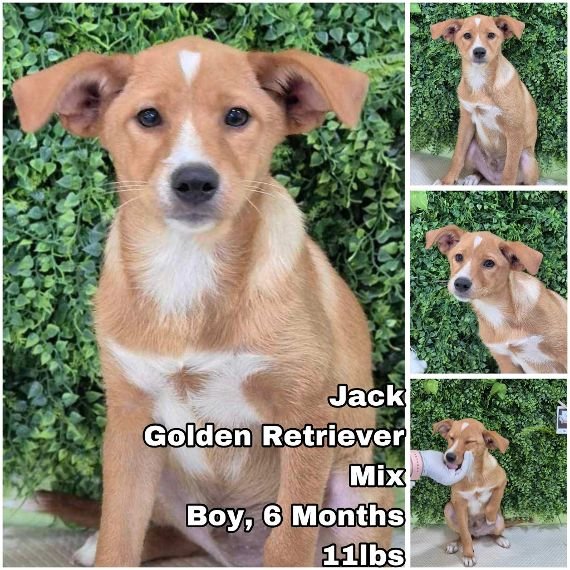 Jack from Korea Image
