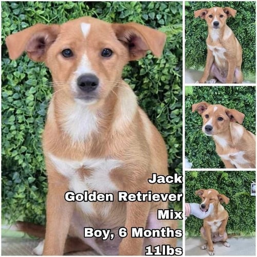 JACK FROM KOREA - Golden Retriever for adoption in Tacoma