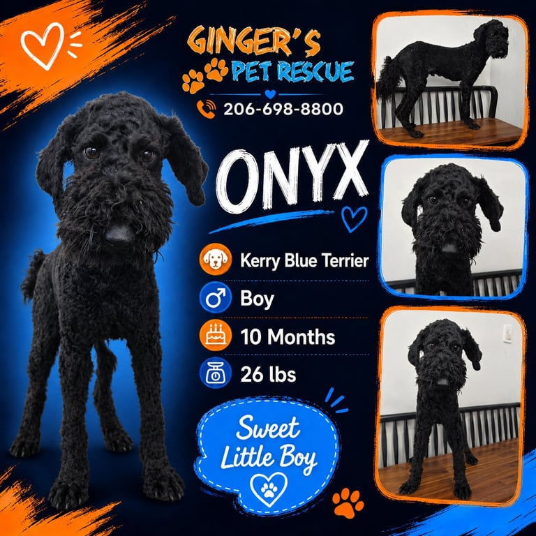 Onyx and Korea Image