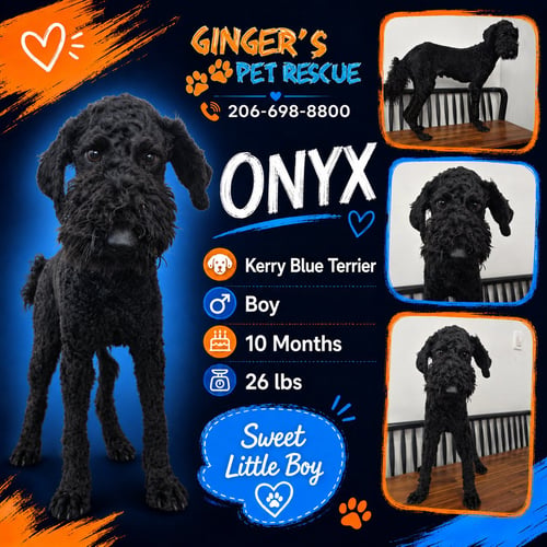 ONYX AND KOREA - Kerry Blue Terrier available for adoption