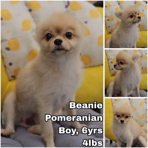 BEANIE FROM KOREA - Pomeranian for adoption in Federal Way