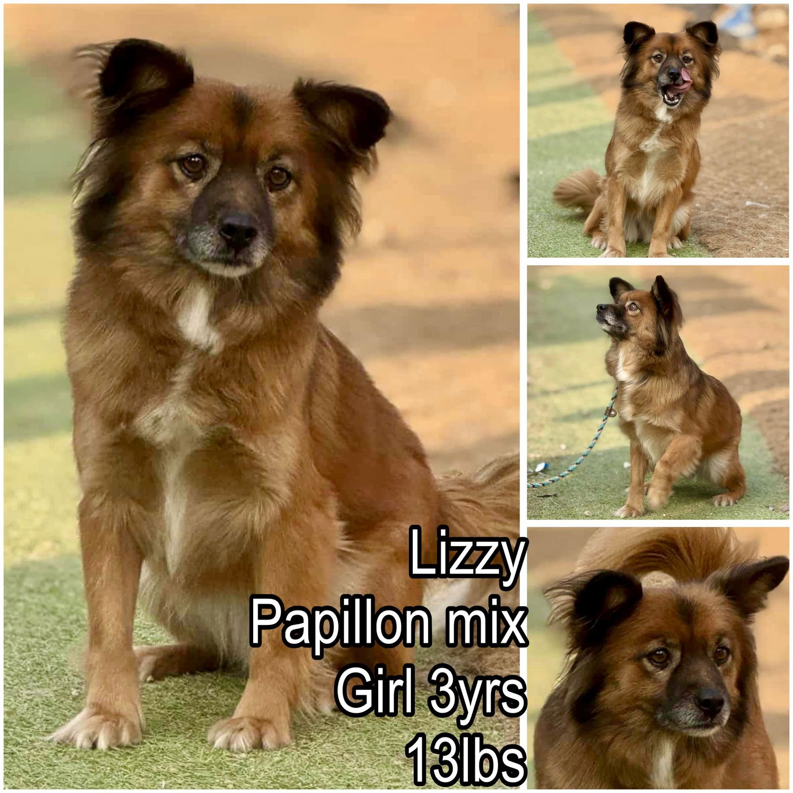LIZZY FROM KOREA - Papillon available for adoption