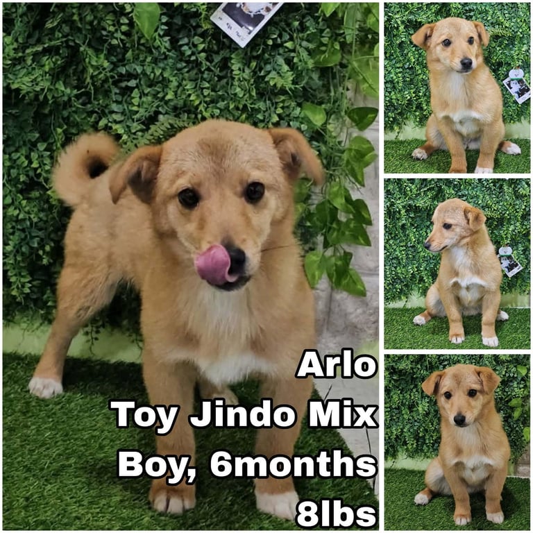 Arlo from Korea Image
