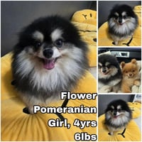 Flower from Korea - Photo 1