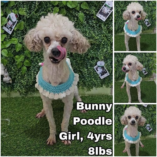BUNNY FROM KOREA - Poodle (Toy) available for adoption