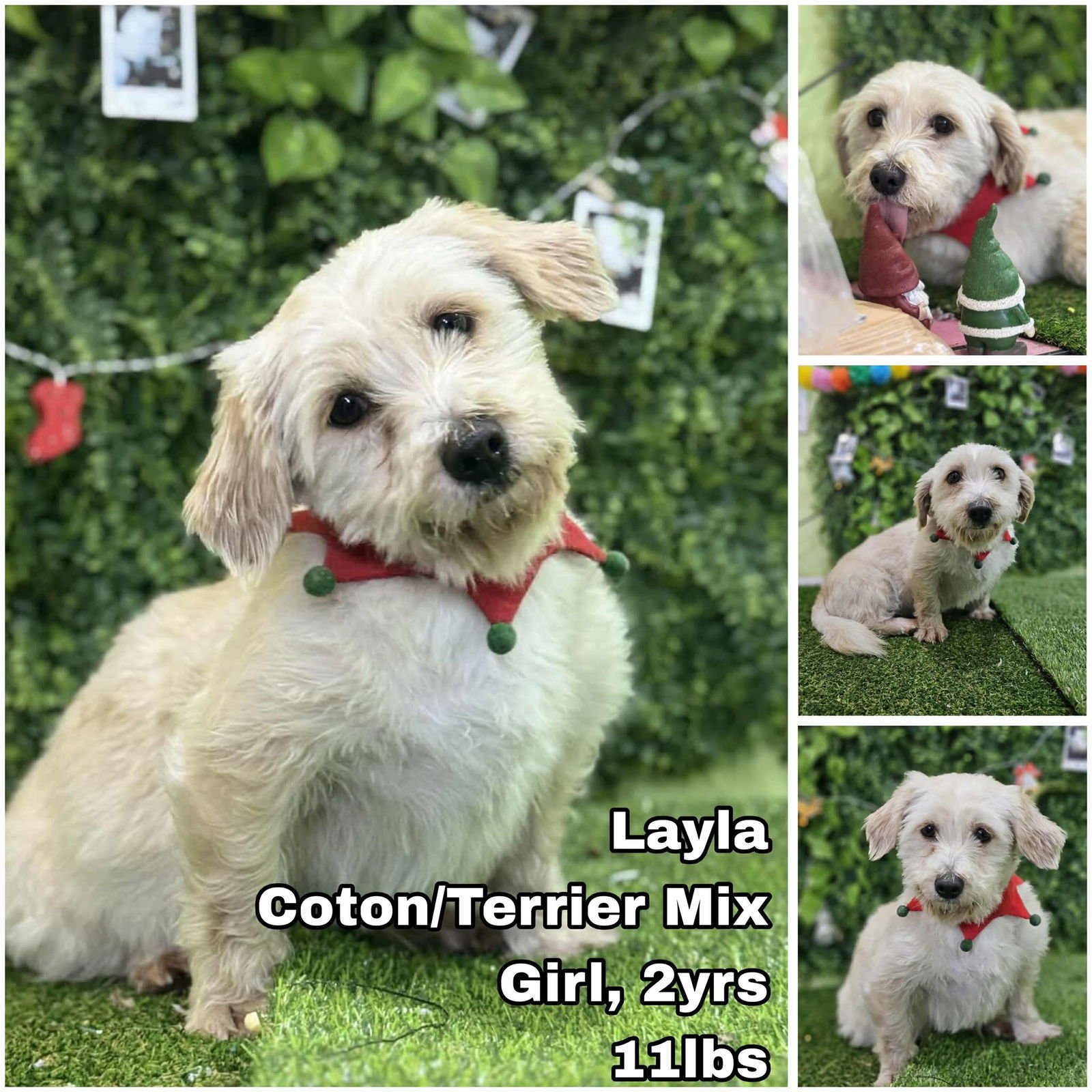 LAYLA FROM KOREA - Coton de Tulear / Terrier available for adoption