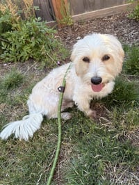 Layla from Korea - Photo 4