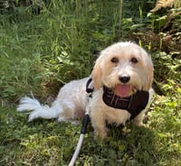 Layla from Korea - Photo 10