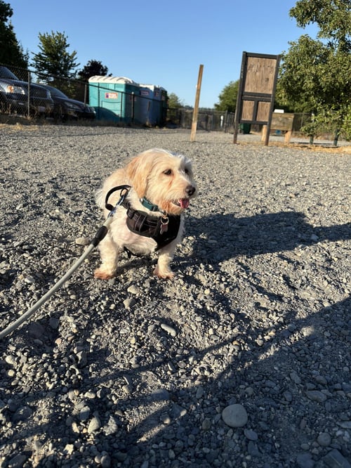 LAYLA FROM KOREA - Coton de Tulear / Terrier available for adoption