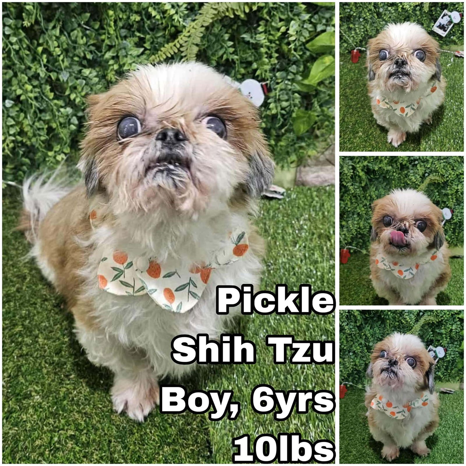 PICKLE FROM KOREA - Shih Tzu available for adoption