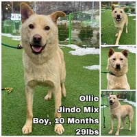 Ollie from Korea - Photo 1