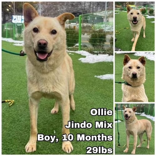 OLLIE FROM KOREA - Jindo (Korean) available for adoption