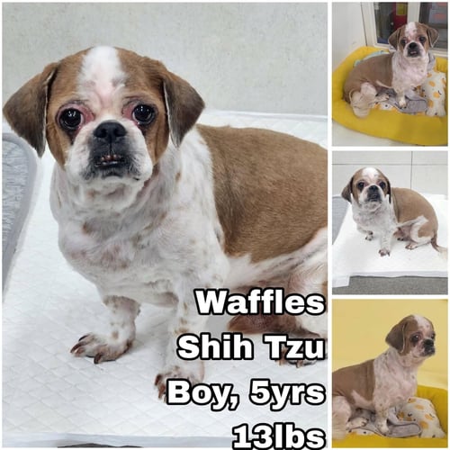 WAFFLES FROM KOREA - Shih Tzu available for adoption