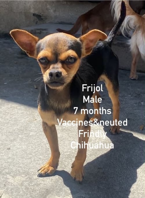 FRIJOL FROM MEXICO - Chihuahua available for adoption