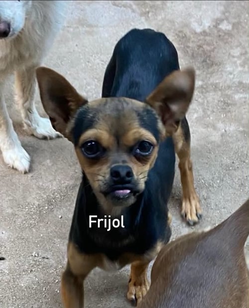FRIJOL FROM MEXICO - Chihuahua available for adoption