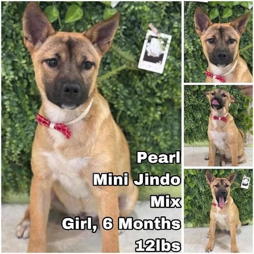 PEARL FROM KOREA - Jindo (Korean) for adoption in Tacoma