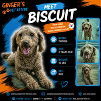 Biscuit from Korea - Photo 1