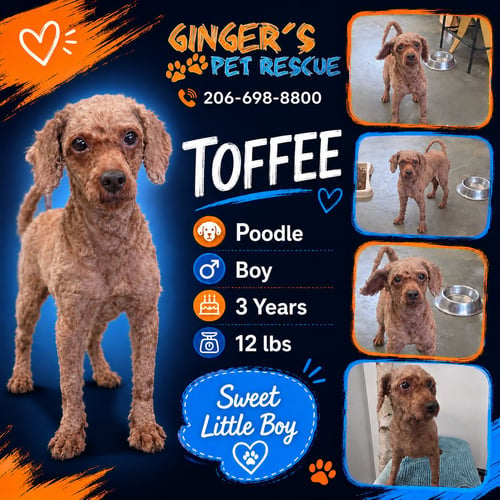 TOFFEE FROM KOREA - Poodle (Toy) available for adoption