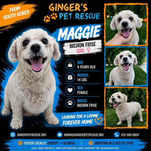 MAGGIE FROM KOREA - Bichon Frise available for adoption