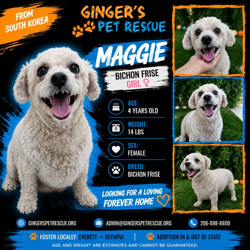 MAGGIE FROM KOREA - Bichon Frise available for adoption