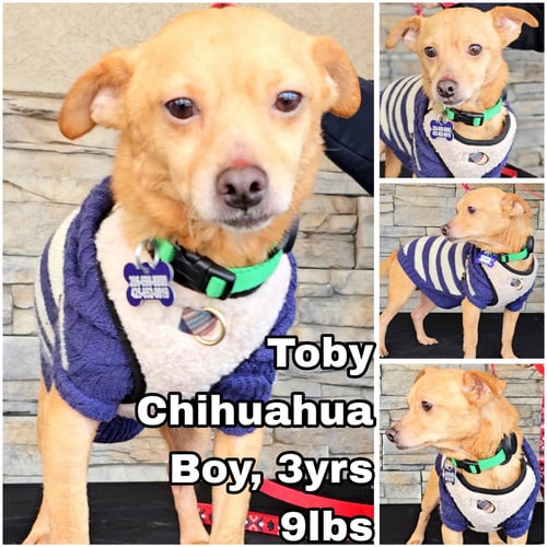 TOBY FROM MEXICO