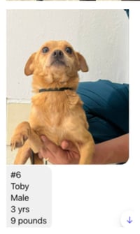 Toby from Mexico - Photo 2