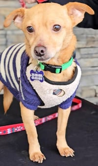 Toby from Mexico - Photo 4